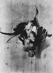 Dode haan, hangend aan een spijker